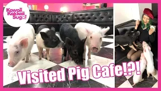 Visited Mini Pig Cafe in Tokyo!!!