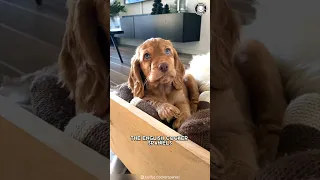 English Cocker Spaniel 🐶 Meet The Cute & Charming Breed!