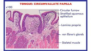 Histology of Digestive tract -I : Lingual papillae, Esophagus, Fundus & Pylorus of Stomach