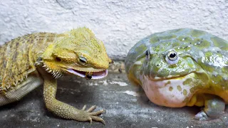 Bearded Dragon Eating Live Worms But African bullfrog Not! Live Feeding