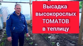 Высадка высокорослых томатов в теплицу