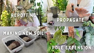 Plant Chores! Repotting plants, Propagating, Moss Pole Extension and Making Some New Soil 🪴