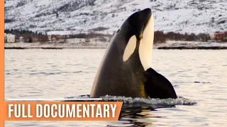 Skagerrak: The hunting grounds of the Orcas | Full Documentary