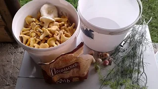 Солим грибы лисички и грузди по деревенски, самый вкусный рецепт.