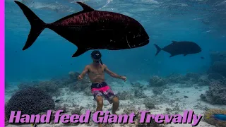 Hand Feeding Giant Trevally in the Cook Islands