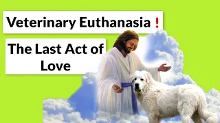 WHY & WHEN to Euthanasia (Dogs & Cats)!