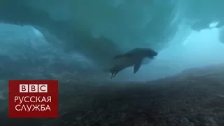 Видео 360°: дайвинг во льдах Антарктиды