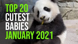 ZooBorns' Top 20 Cutest Babies of January 2021