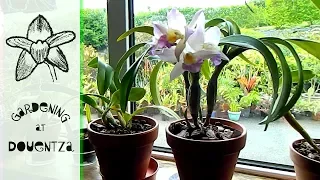 Kitchen Windowsill Orchid Update - root tips, humidity & buds