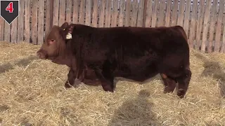 Ultra '24 Bull Sale Lot 4