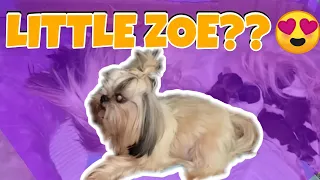 ZOE GIVING BIRTH!!! (paano magpa anak ng isang shihtzu?)