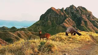 VARANUS KOMODO DRAGON LOOKING FOR TIMOR DEER