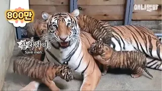 It’s A Hit.. Birth Of Quintuplets Korean Tigers
