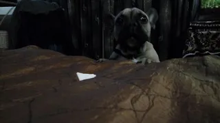 Французский бульдог любит сыр,но его нужно достать.French Bulldog and cheese.