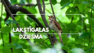 Lakstīgalas dziesma | Putnu skaņas, balsis | Nightingale
