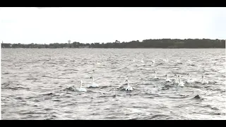 Les cygnes du Bassin d'Arcachon au petit matin vers Andernos