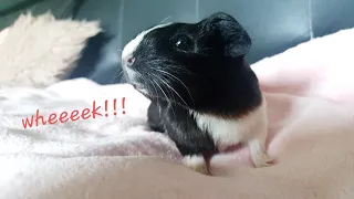 Guinea Pig Noises | Odgłosy Świnki Morskiej | PUCHATE ŁAPKI