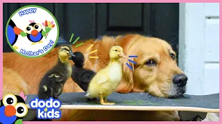 30 Minutes Of Mama Animals And The Babies Who Love Them | Animal Videos For Kids | Dodo Kids