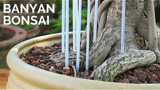 Banyan Bonsai repotting || Ficus Benghalensis pruning, repotting & aerial root training