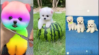 Tik Tok Chó Phốc Sóc Mini 😍 Funny and Cute Pomeranian #132