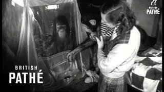 Sick Chimp (1953)