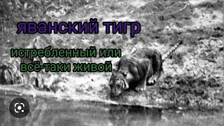 яванский тигр истребленный вид (Panthera tigris sondaica)