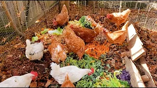 Chicken Compost - HUGE leaf upgrade!