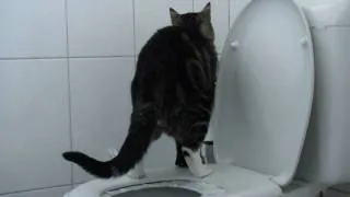 My cat takes a dump on the toilet.MP4