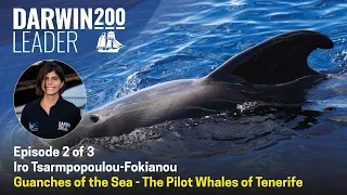 Guanches of the Sea - The Pilot Whales of Tenerife - Episode 2 of 3 by Iro Tsarmpopoulou-Fokianou