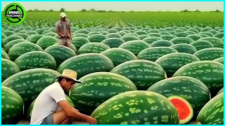 The Most Modern Agriculture Machines That Are At Another Level, How To Harvest Watermelon In Farm ▶6