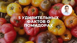 5 удивительных фактов о помидорах