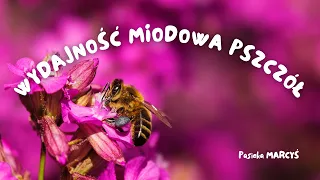 50 kg z rodziny pszczelej? Czynniki wpływające na wydajność miodową pszczół.  Projekt Gertruda #9