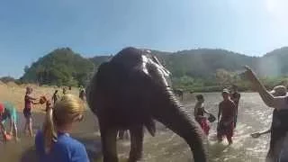 Bathing Elephants @ Elephant Nature Park, outside Chiang Mai, Thailand