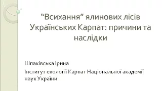 Всихання ялинових лісів в Українських Карпатах: причини й наслідки