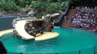 Loro Parque: Sea Lions Show - Tenerife 2019 - FullHD