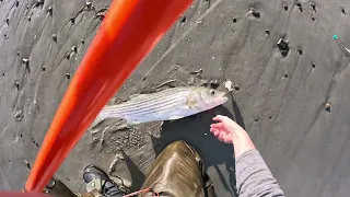 First Striped Bass of 2024! (Striper)