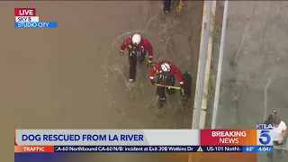 Dog rescued from L.A. River