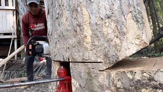 One small mistake can be fatal... felling 2 trees near housing, Stihl ms 881.