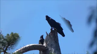 Grand corbeau qui croasse