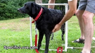 DIY Dog Wash - PVC Dog Shower