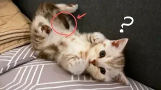 Cat See his tail for the First Time [SURI&NOEL]