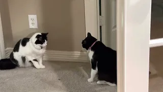 Funny cat: Cats ready for battle
