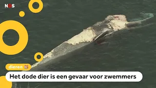 Tientallen haaien eten dode walvis op