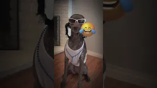 Most Hilarious Dog Costume Ever - Funniest Dogs 🐶 & Cats 😹 - Best Funny Animal Videos 2023 😇 #138