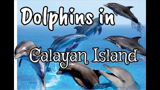 DOLPHINS in CALAYAN ISLAND (video by: NERMA GOROSPE)