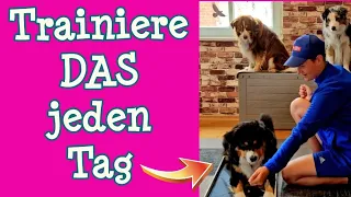 3 EFFEKTIVE ÜBUNGEN die du JEDEN TAG mit deinem Hund machen solltest ✅