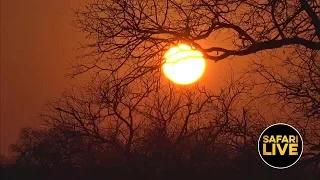 safariLIVE - Sunrise Safari - September 18, 2019