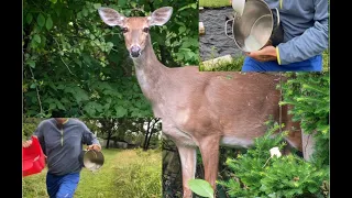 How To Milk A Wild Whitetail Doe Deer!