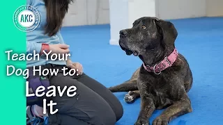 Teach Your Dog How to Leave it