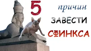 5 ПРИЧИН ЗАВЕСТИ СФИНКСА